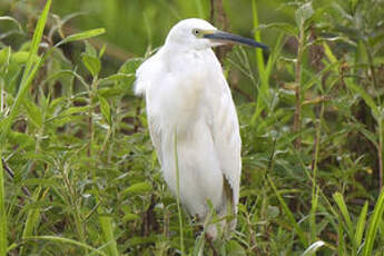 Aigrette garzette