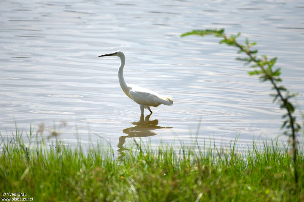 Little Egret