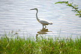 Aigrette garzette