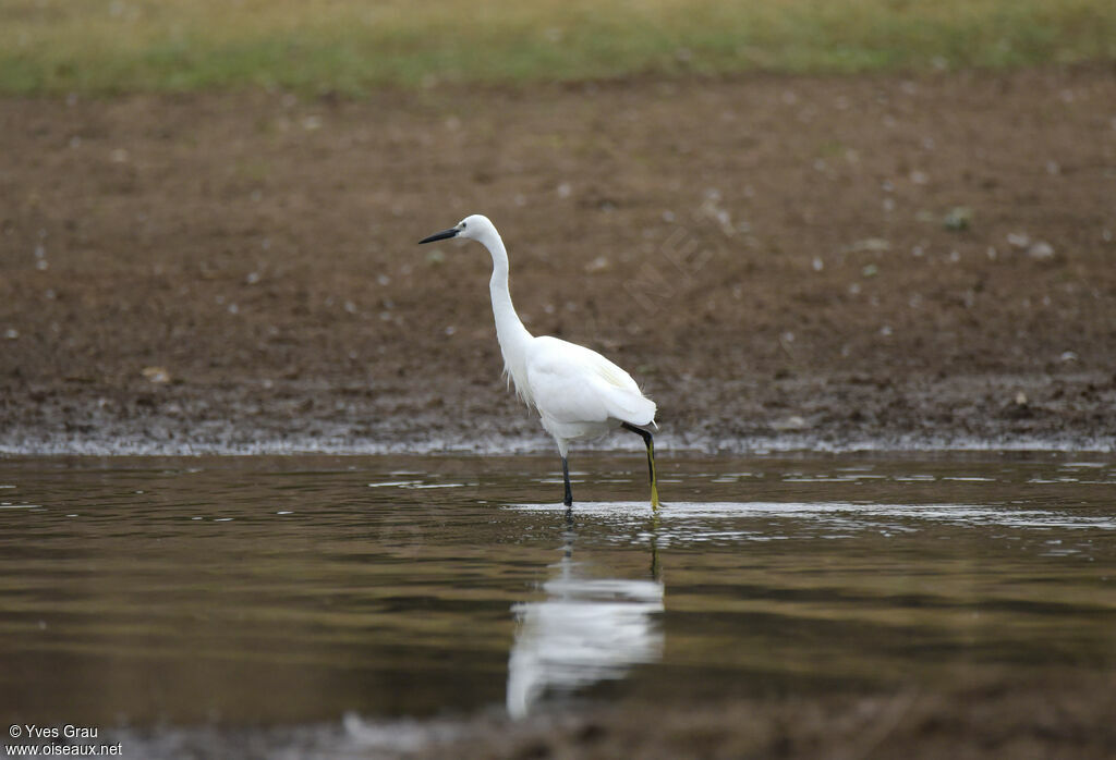 Aigrette garzette