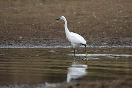 Aigrette garzette