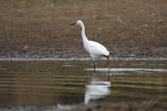 Aigrette garzette