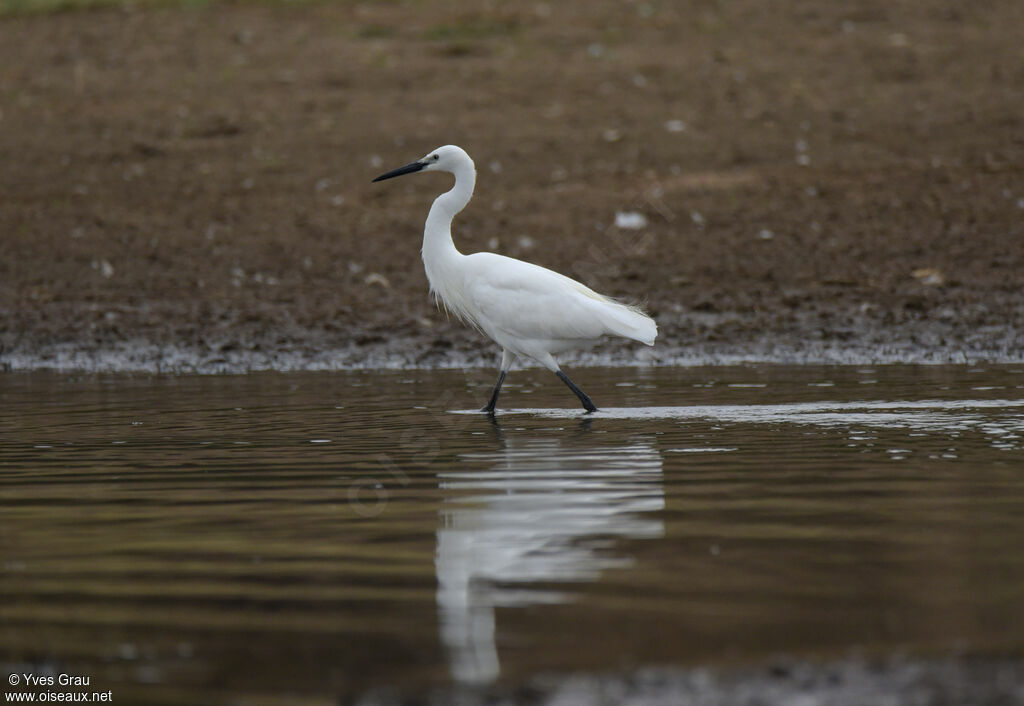 Aigrette garzette