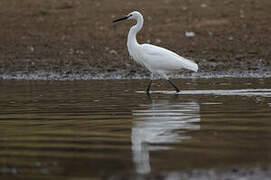 Aigrette garzette