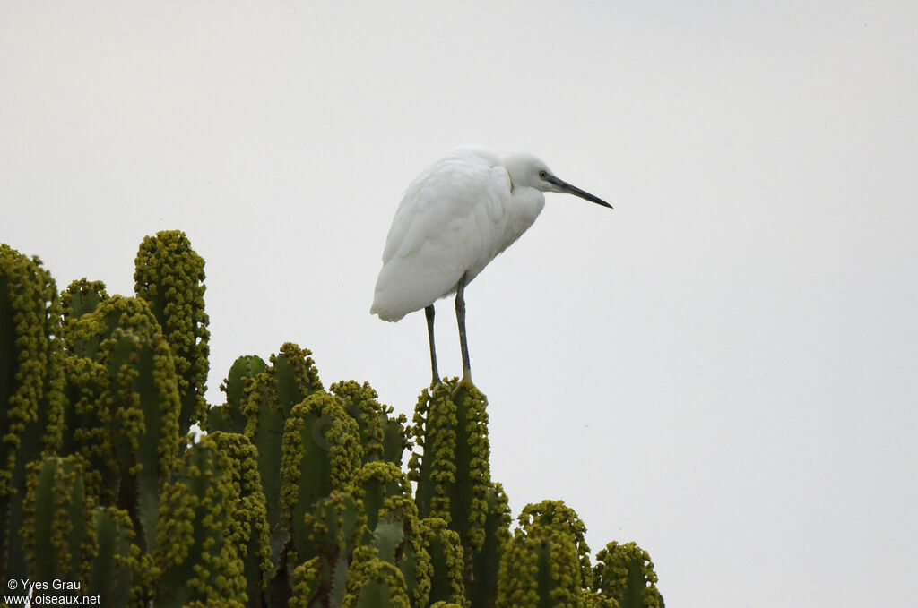 Aigrette garzette