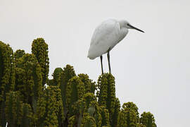 Little Egret