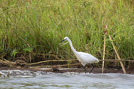 Little Egret