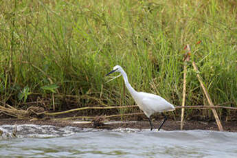 Aigrette garzette