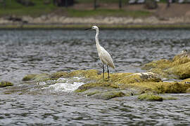 Little Egret