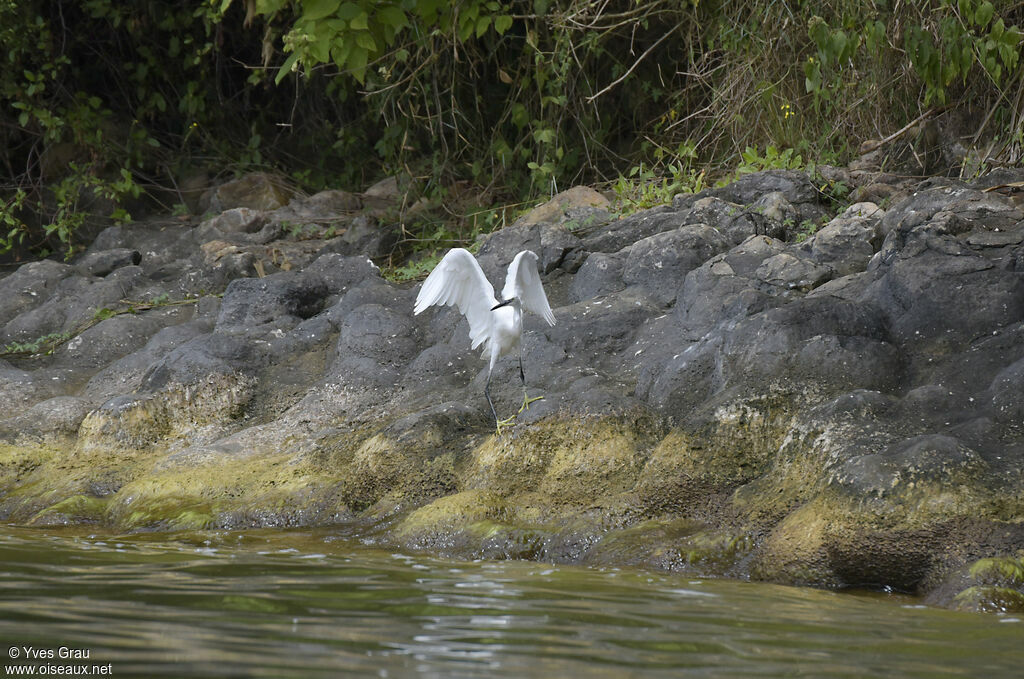 Aigrette garzette