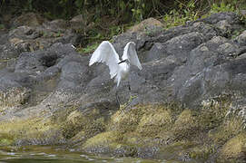 Little Egret