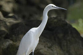 Little Egret