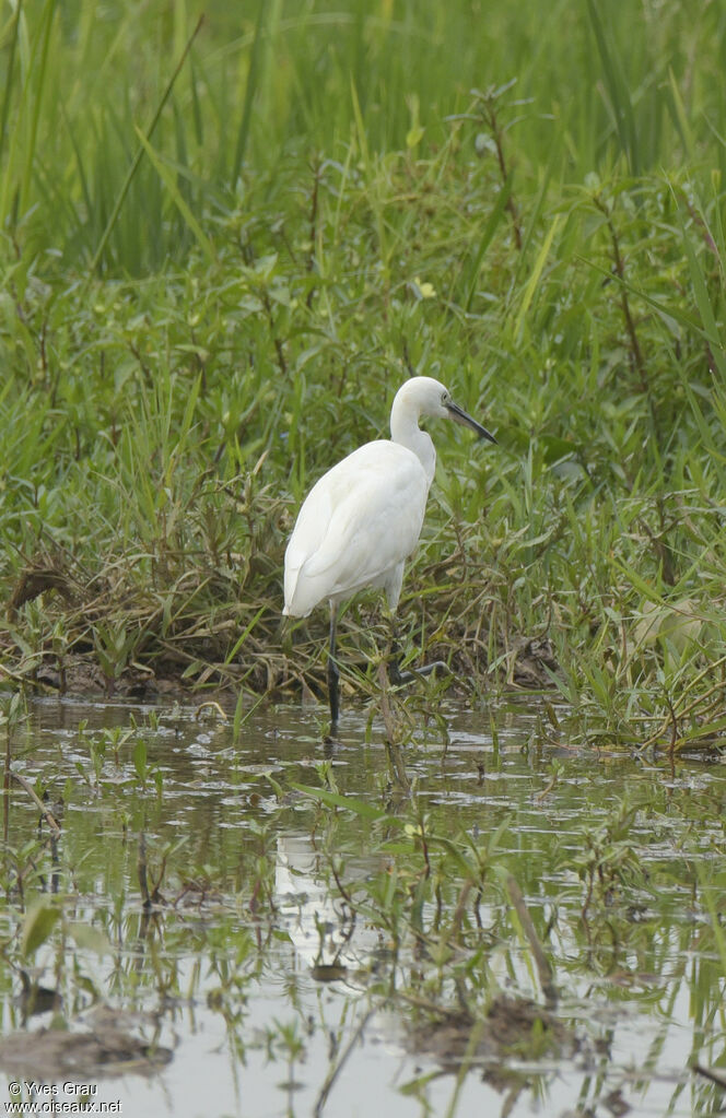 Aigrette garzette