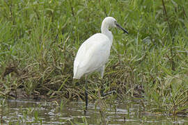 Little Egret