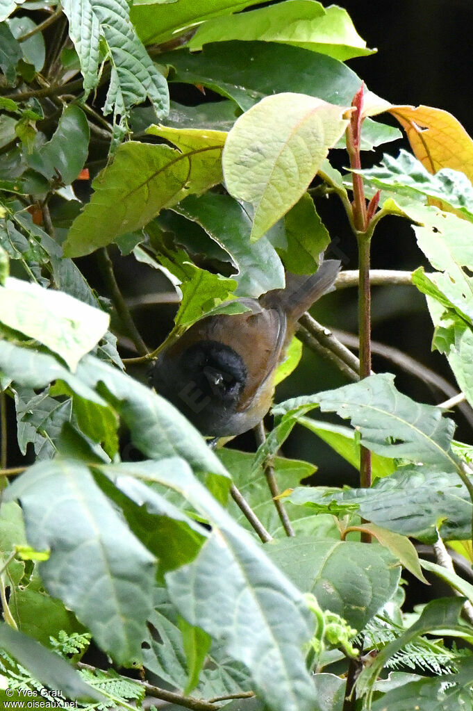 Akalat du Ruwenzori