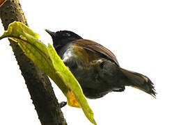 Rwenzori Hill Babbler