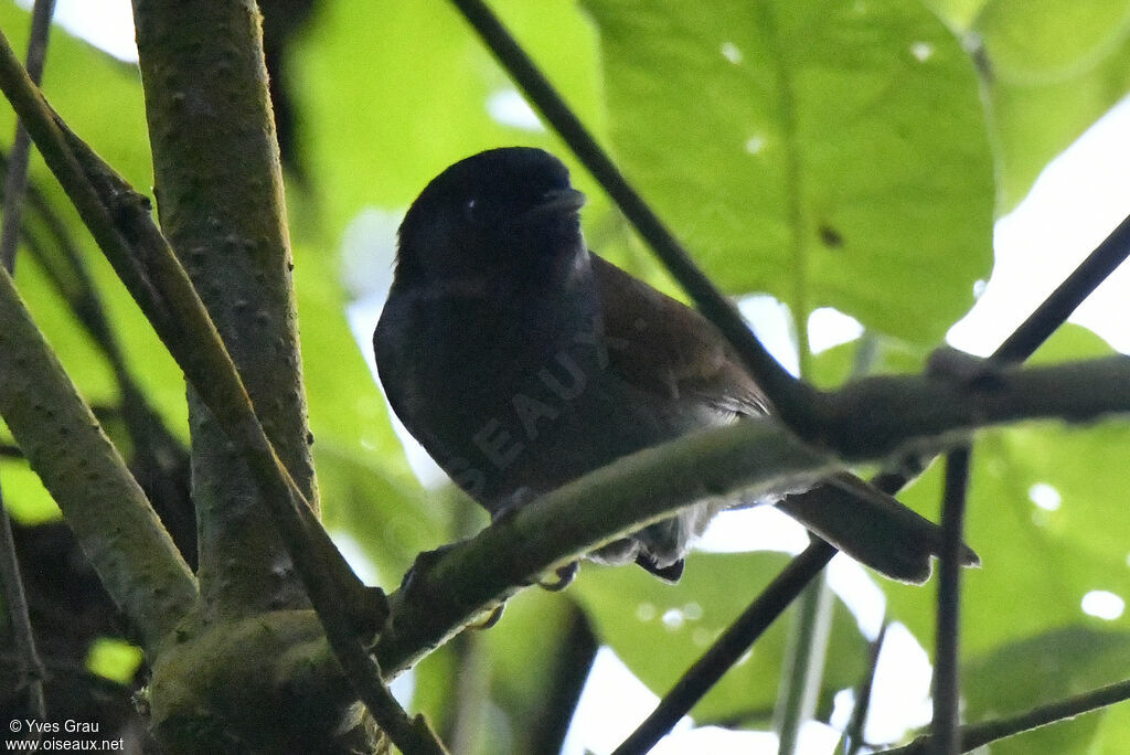 Akalat du Ruwenzori