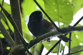 Rwenzori Hill Babbler