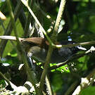 Akalat du Ruwenzori