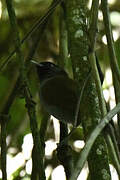 Rwenzori Hill Babbler