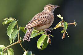 Rufous-naped Lark