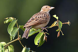 Rufous-naped Lark