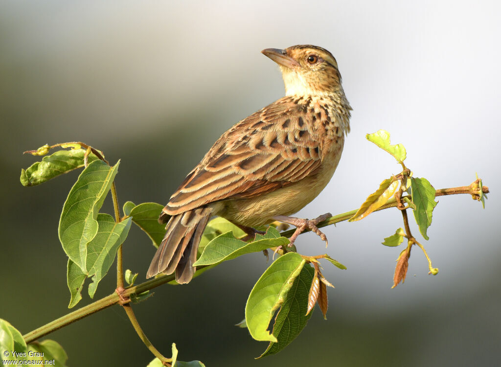 Rufous-naped Lark