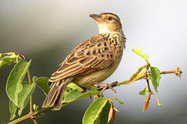 Rufous-naped Lark