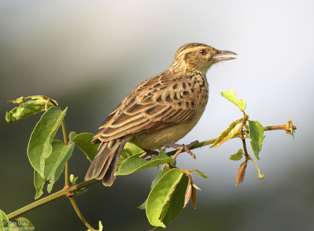 Rufous-naped Lark