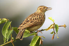 Rufous-naped Lark