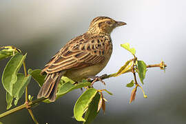 Rufous-naped Lark