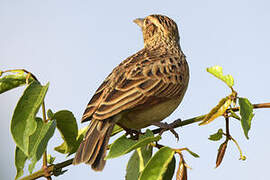 Rufous-naped Lark