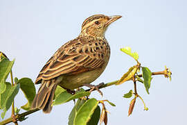 Rufous-naped Lark