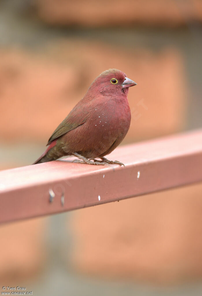 Red-billed Firefinch