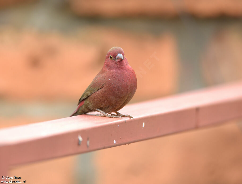 Red-billed Firefinch