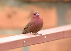 Red-billed Firefinch