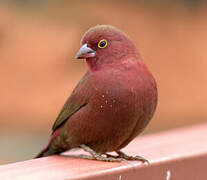 Red-billed Firefinch