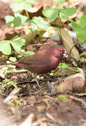 Red-billed Firefinch