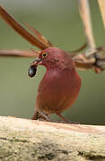 Red-billed Firefinch