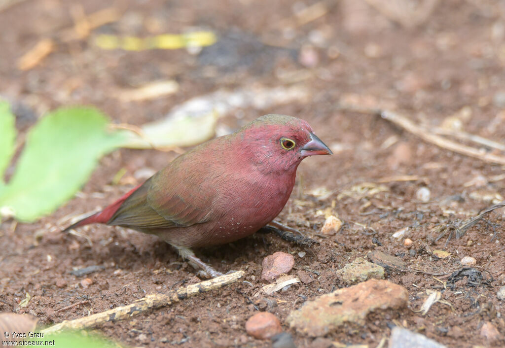 Red-billed Firefinch