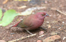 Red-billed Firefinch