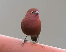 Red-billed Firefinch