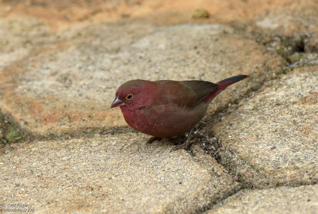 Red-billed Firefinch