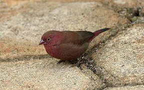 Red-billed Firefinch