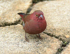 Red-billed Firefinch