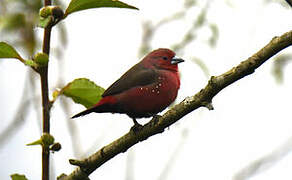 African Firefinch