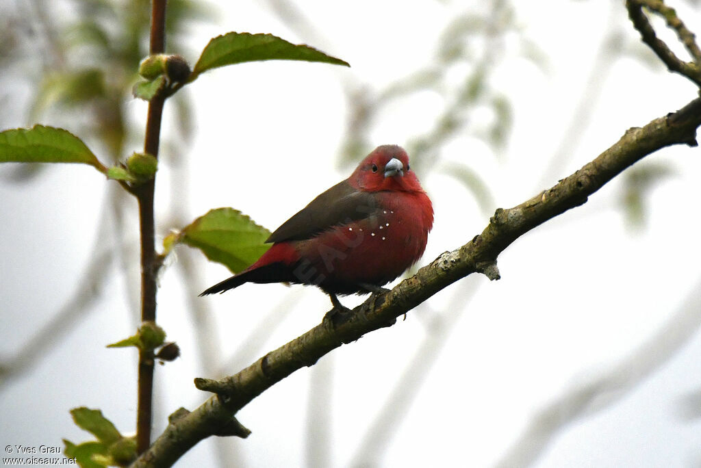 African Firefinch