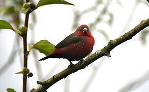 African Firefinch