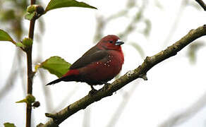 African Firefinch