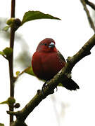 African Firefinch